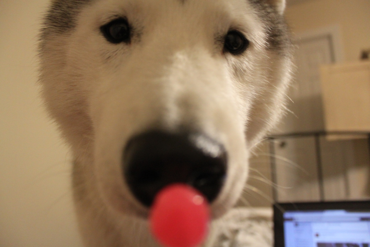 southernsnowdogs:  You dingus, you’re supposed to lick it. 