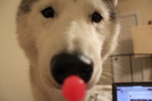 southernsnowdogs:  You dingus, you’re supposed to lick it. 