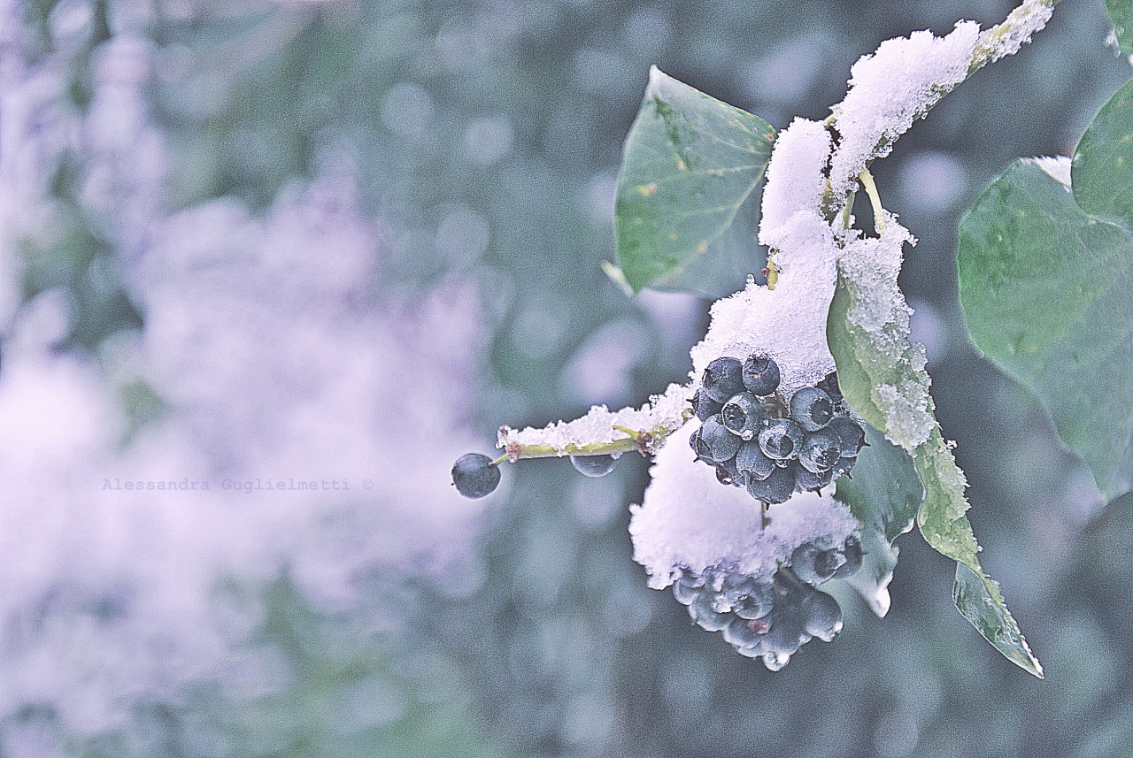 Alessandra Alison G. Photography