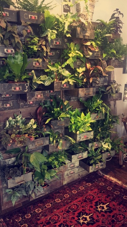 Magical Wall of Plants