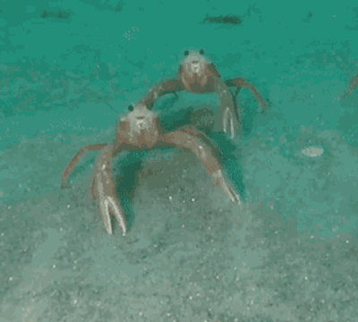 fullfrontalfish:devakitty:lobterHUHWHUHSee ResultsSquat lobter 