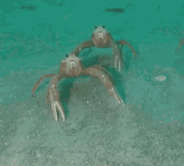 fullfrontalfish:devakitty:lobterHUHWHUHSee ResultsSquat lobter 
