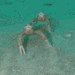 fullfrontalfish:devakitty:lobterHUHWHUHSee ResultsSquat lobter 