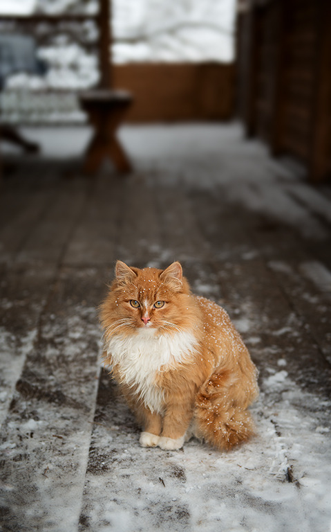 mostlycatsmostly:  (by Alex Lebedev) 