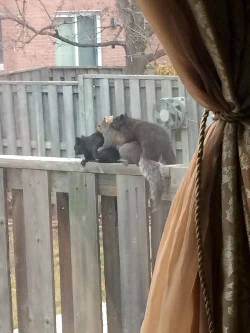 shadowcat: contourkit: tiddygorrrl: ??? oh my god? hot horny interracial squirrel threesomes at the 