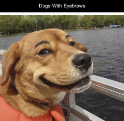 lolzpicx:  Dogs With Eyebrows 