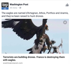 jediartemis: uppityfemale:  Anyone need a pick me up? I need a pick me up.   There are French eagles, named after the musketeers, that are trained to attack terrorist drones.  Pure poetry. Vive la France!  