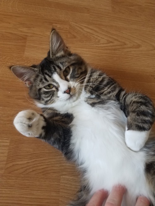 crownstar:I got to touch the blessed cat belly