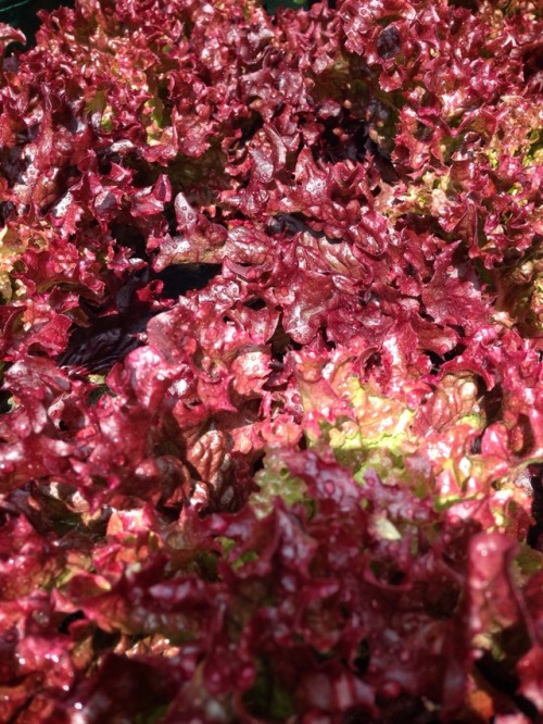 Lollo Rosso and Rainbow Chard loving this humid weather