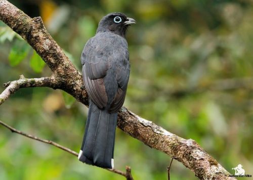 Black-headed Trogon  #nature_worldwide_birds #bird_captures #your_best_birds #birdphotography #black