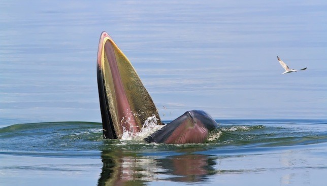 50 whales may be a new (and very endangered) species
Genetic testing suggests Bryde’s whales in the Gulf of Mexico might actually be a unique species. If so, they would be the most endangered whales on Earth, prompting a new petition for U.S....