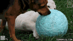 pet-corner:  Dog and lion play with a ball