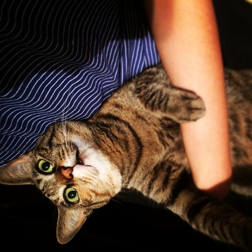 kittiesntitties.tumblr.com/post/87248466758/