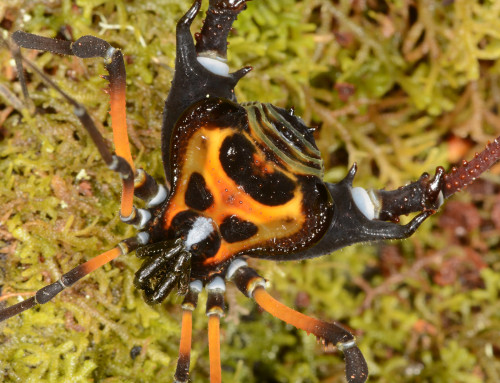 onenicebugperday:Ornate harvestmen in the genus Sadocus, Gonyleptidae, found in South America. All p