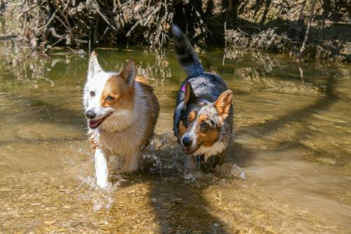 emmathebean:teslacardi:  Yesterday miss emmathebean and I went hiking and swimming at a nature preserve.  We got super muddy and were able to clean off in the creeks!  Super thankful that emma’s mom took pictures of me!  Hope we can do it again but