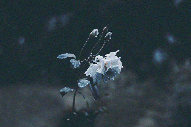 grett:  rose on Flickr. 