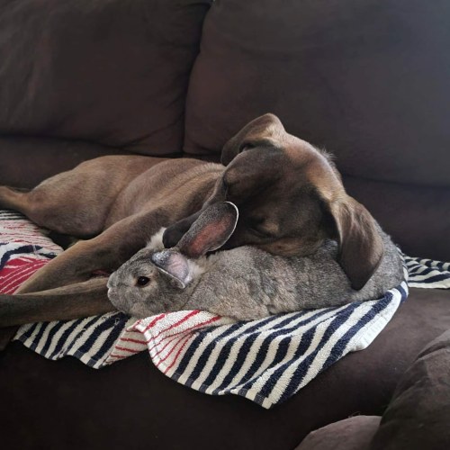 I Is The Fluffiest Of Pillows. Me And My Pup, Abel.