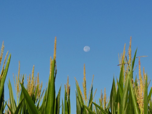 Corn and moon.I’m really into this moon thing now that I found out my camera knows how.