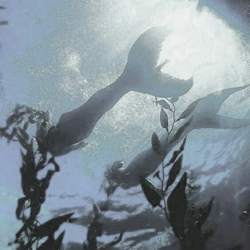 bloodyhands-butimnotdead:Mermaid wlw aesthetic for anon