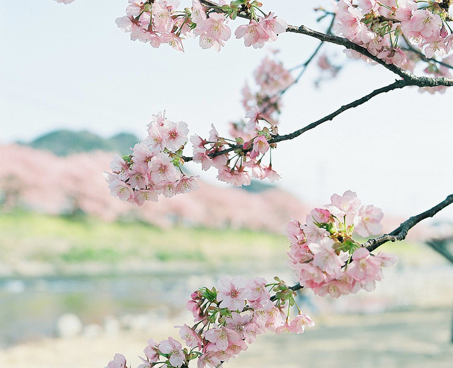 ileftmyheartintokyo:河津桜 by koion on Flickr.