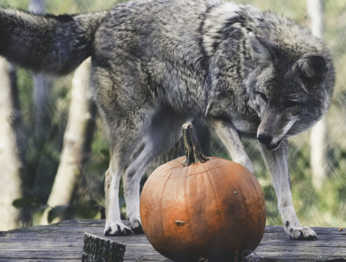 Coyote + Pumpkin