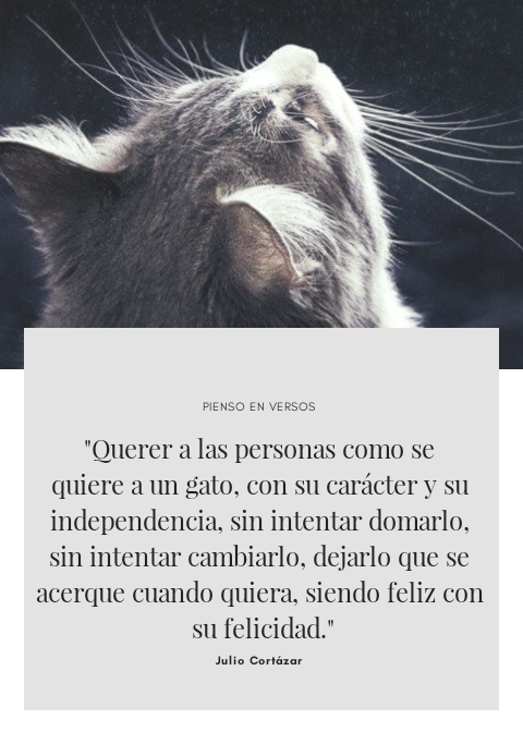 Pienso en versos — «Querer a las personas como se quiere a un gato,...