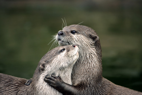 magicalnaturetour:Otter Love (by MARK-SPOKES.COM)