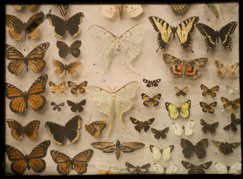 eastmanhouse: Butterfly Collection Charles C. Zoller, American, 1854 - 1934 1907 - 1932 color plate,