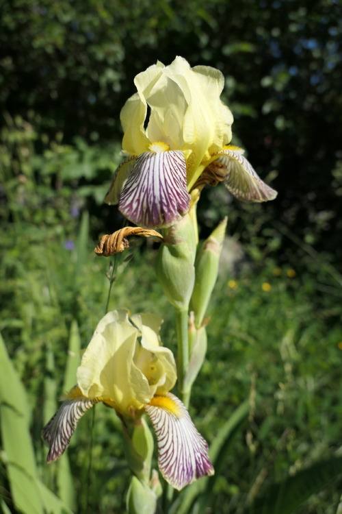 Iris germanica — German iris