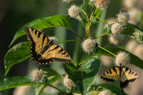 Buttonbush and Eastern Tiger Swallowtail Butterfly