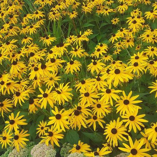 lavenderwaterwitch: Huge patch of Black Eyed Susans I found during my 3 hour adventure today Instagr