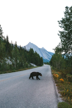 earth-dream:  Alberta | Photographer