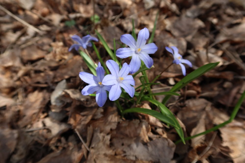 anskupics: Chionodoxa — glory-of-the-snow 