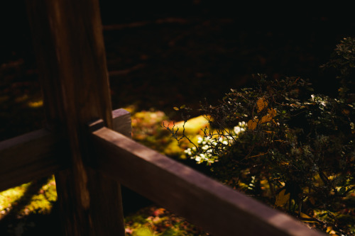 『晩秋の宝泉寺温泉』sony a6400 + SIGMA 56mm F1.4 DC DN | Contemporary2021.12location : 静岡県 Shiuoka, japan