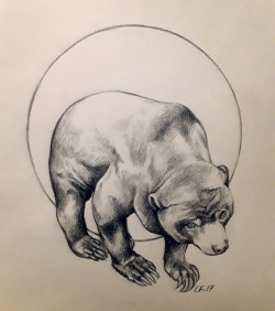 ceppana-blog:Sun bear sketch by me.
