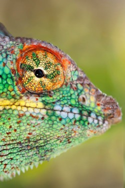 de-preciated:  Close up chameleon 