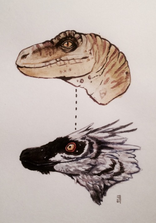 rosapirogdraws:Velociraptor - How we first viewed them ‘till now