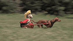 lostinhistory:  stuft:  babyanimalgifs:  Look, I know this week has been tough so here's a chihuahua dressed as a centurion being pulled by a sausage dog. more baby animals here  thank you  Wow, the new Ben-Hur looks great. 