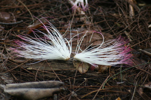  Nature’s angel wings. Photograph by Quinn Dombrowski; quinnanya/Flickr.View more Angel Sighti