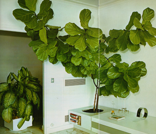 supremeinteriors:The Complete Book of Houseplants & Indoor Gardening ©1979