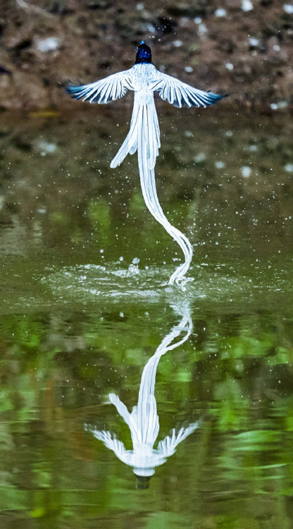 fuckyeahchinesefashion: Chinese Paradise-flycatcher /Terpsiphone incei in dongzhai 董寨, henan ◇ photo