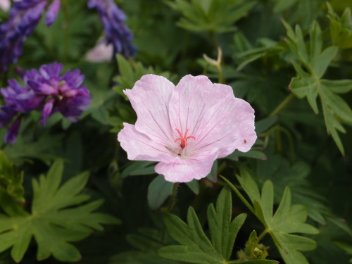 Geranium sanguineum — bloody cranesbill