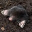 toomanymoles