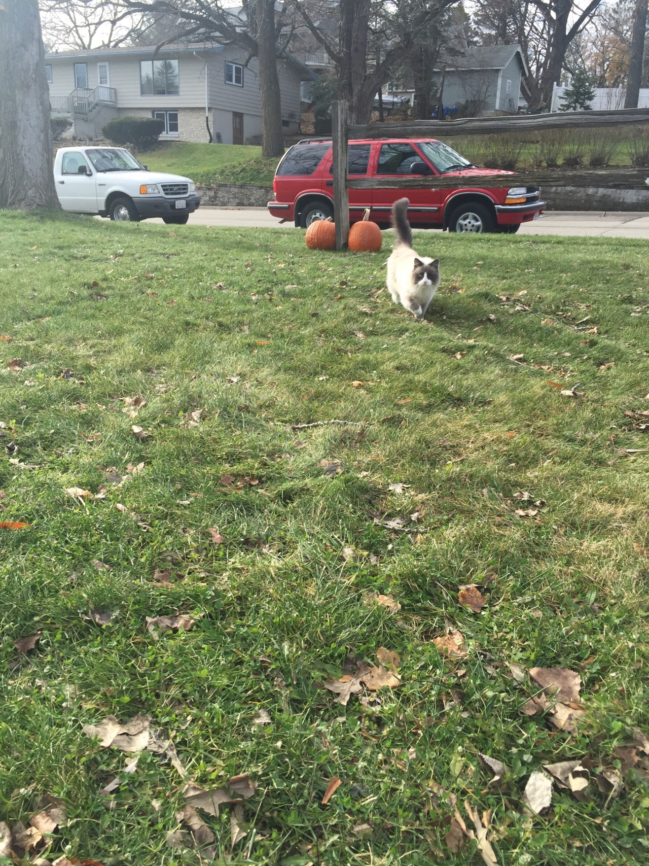 jordysnelson:  so majestic, so friendly 