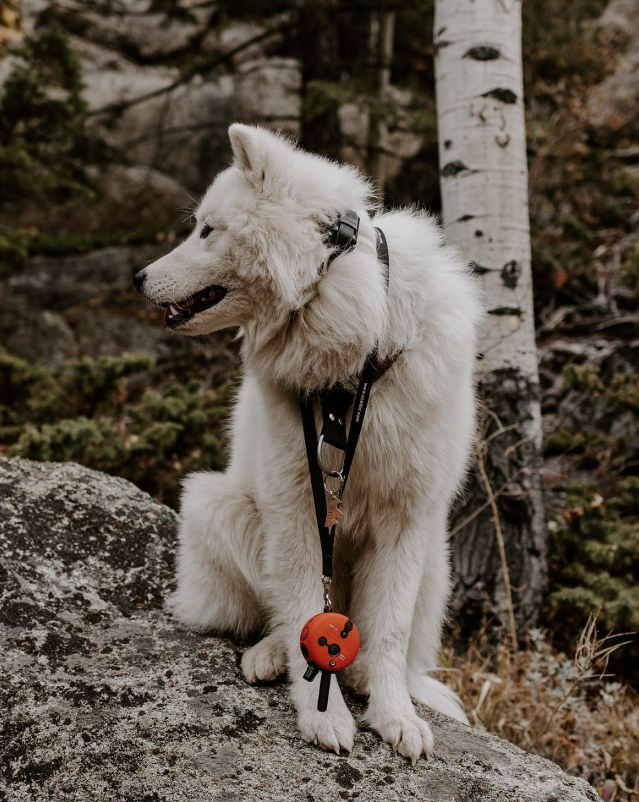 ATLAS THE ADVENTURE SAMOYED