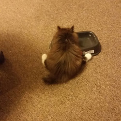 awwww-cute:  So this is how our kitten eats its food