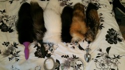 thespankacademy:  little-sweet-kitten:My collection so far from thespankacademy 😊 I love you guys your tails and products are amazing! A kitten can never have too many tails.  We love you too!! &lt;3