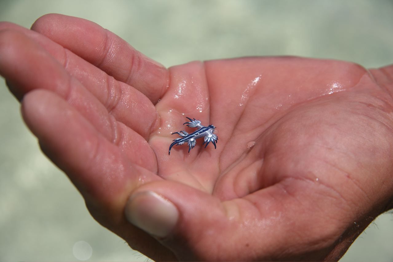 scales-and-fangs:  This fabulous creature is The Blue Sea Slug (Glaucus atlanticus)