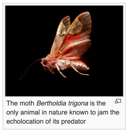 Aeon-Fux:  This Moth Is A Fucking Biohacker And If Thats Not The Coolest Shit You’ve