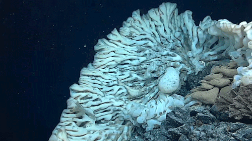 Largest sponge ever discovered This short clip was taken by an underwater Remotely Operated Vehicle 